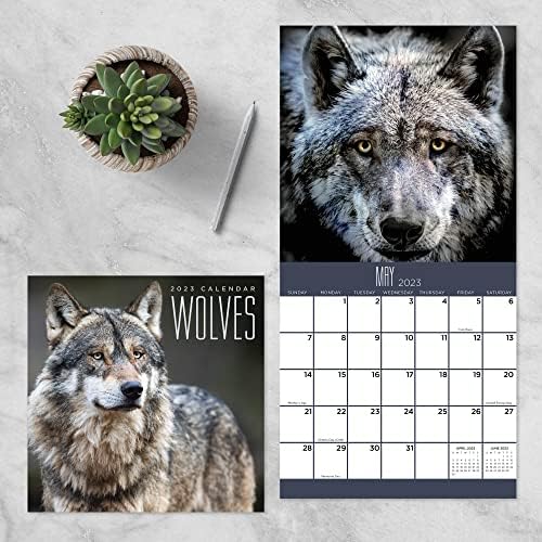 TF פרסום זאבים מיני לוח השנה 2023 | 2023 לוח השנה הקיר 12 חודשים | קיר לוח שנה גדול 2023 | לוח השנה של קיר פרימיום 2023 חודשי | מתכננים